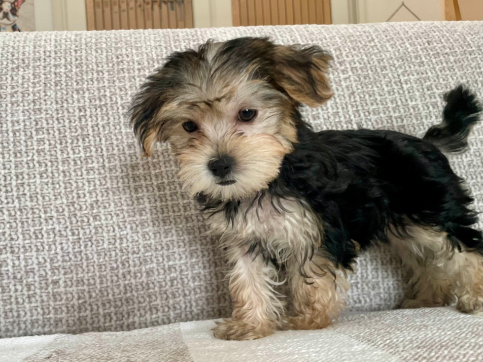 Best Morkie Baby