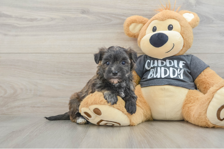 Best Morkie Baby