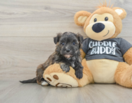 6 week old Morkie Puppy For Sale - Seaside Pups