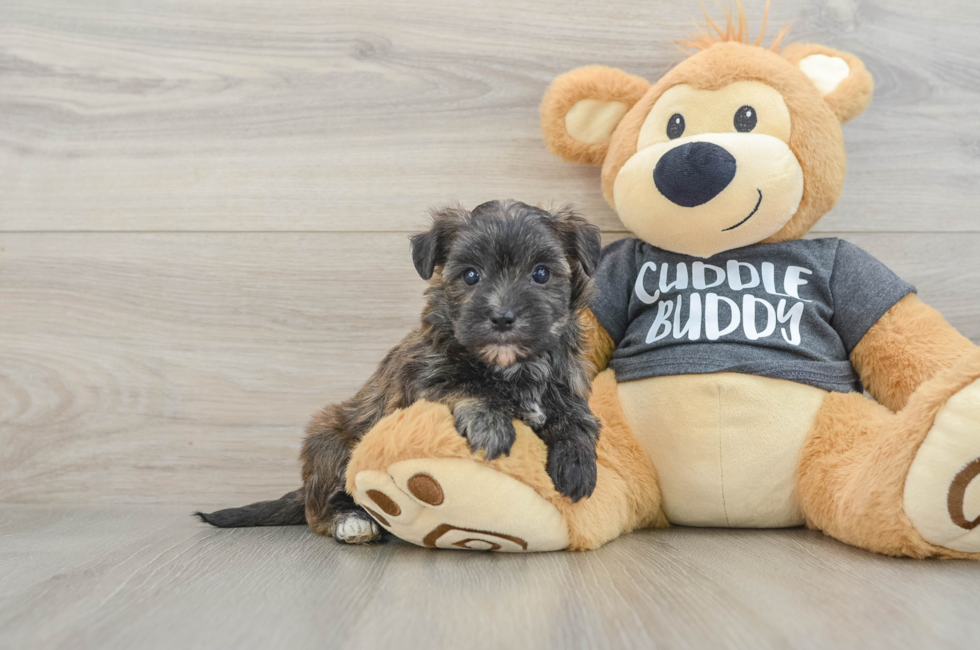 5 week old Morkie Puppy For Sale - Seaside Pups