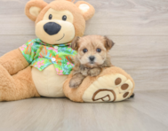 6 week old Morkie Puppy For Sale - Seaside Pups