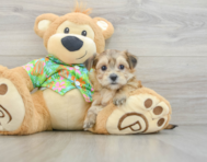 5 week old Morkie Puppy For Sale - Seaside Pups
