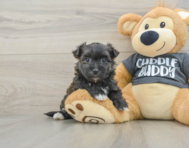 6 week old Morkie Puppy For Sale - Seaside Pups
