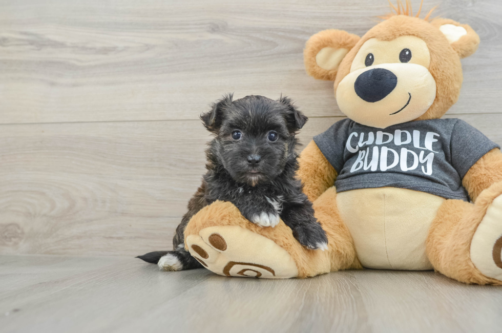 5 week old Morkie Puppy For Sale - Seaside Pups