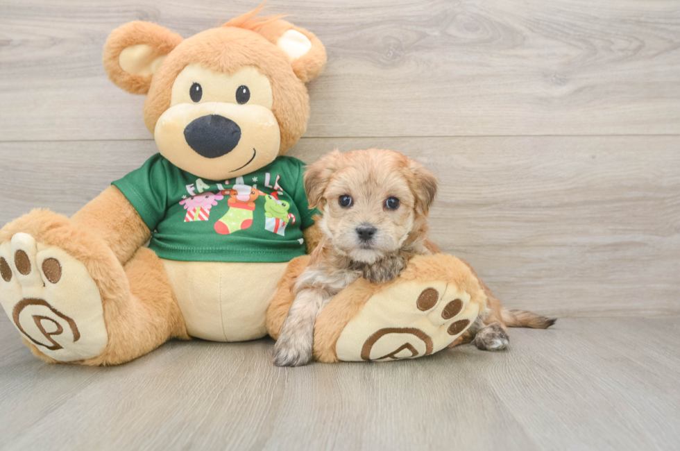 5 week old Morkie Puppy For Sale - Seaside Pups