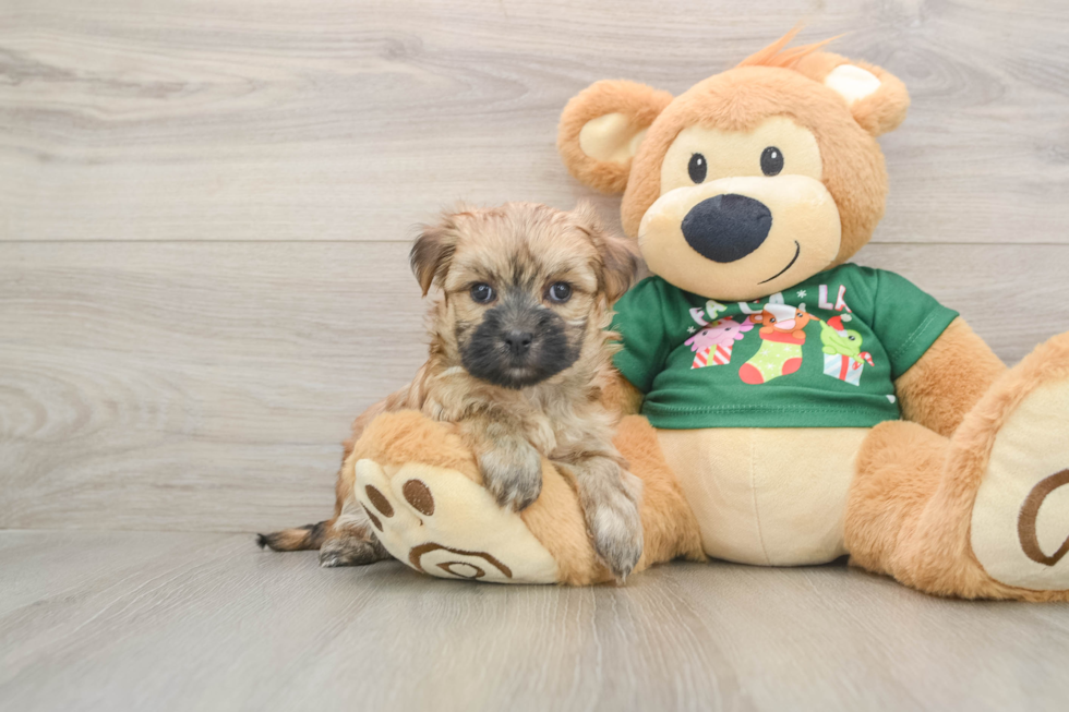 Energetic Yorktese Designer Puppy