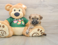 5 week old Morkie Puppy For Sale - Seaside Pups