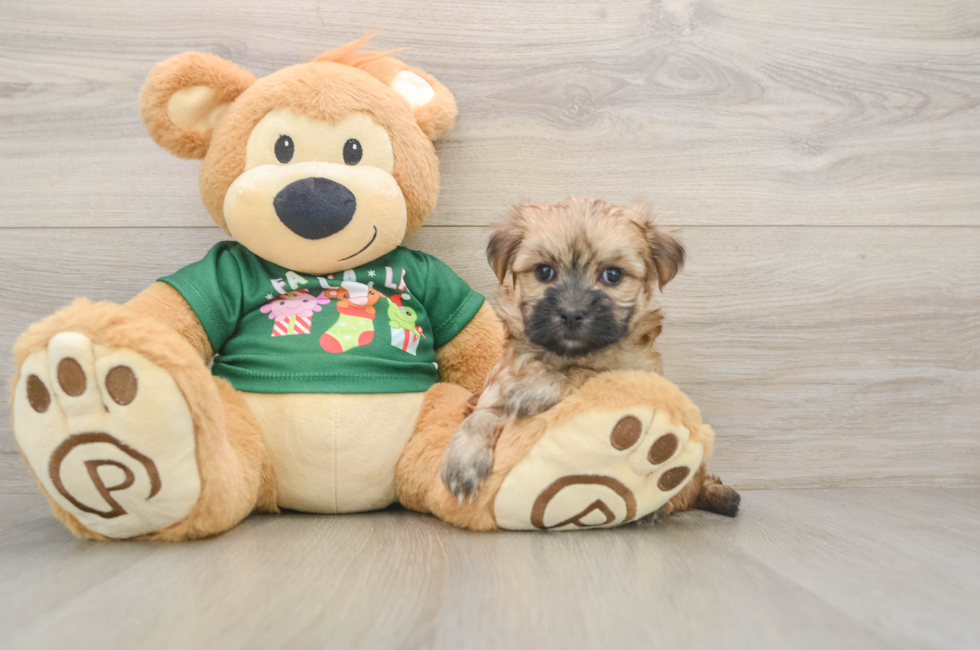 5 week old Morkie Puppy For Sale - Seaside Pups