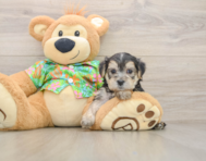 8 week old Morkie Puppy For Sale - Seaside Pups