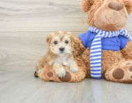 7 week old Morkie Puppy For Sale - Seaside Pups