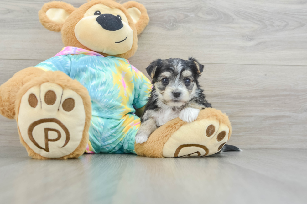 6 week old Morkie Puppy For Sale - Seaside Pups