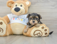 5 week old Morkie Puppy For Sale - Seaside Pups