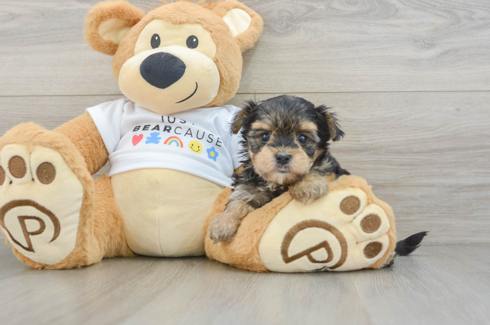 6 week old Morkie Puppy For Sale - Seaside Pups