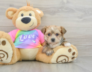 6 week old Morkie Puppy For Sale - Seaside Pups