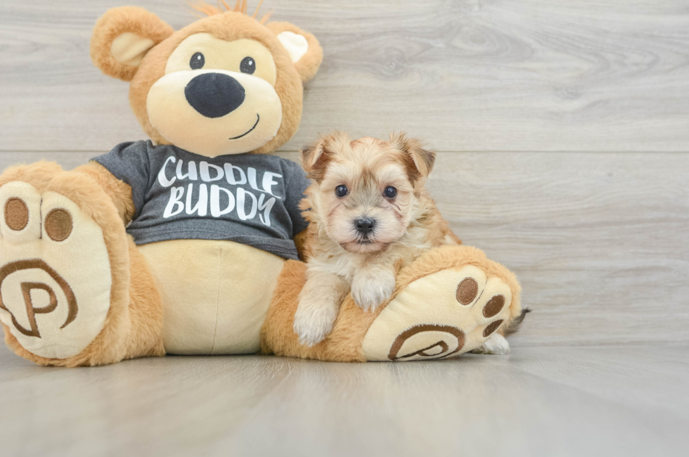 5 week old Morkie Puppy For Sale - Seaside Pups