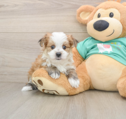 6 week old Morkie Puppy For Sale - Seaside Pups