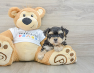 5 week old Morkie Puppy For Sale - Seaside Pups