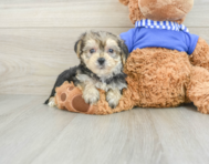 6 week old Morkie Puppy For Sale - Seaside Pups