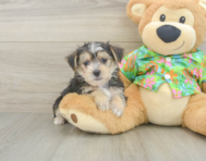 5 week old Morkie Puppy For Sale - Seaside Pups