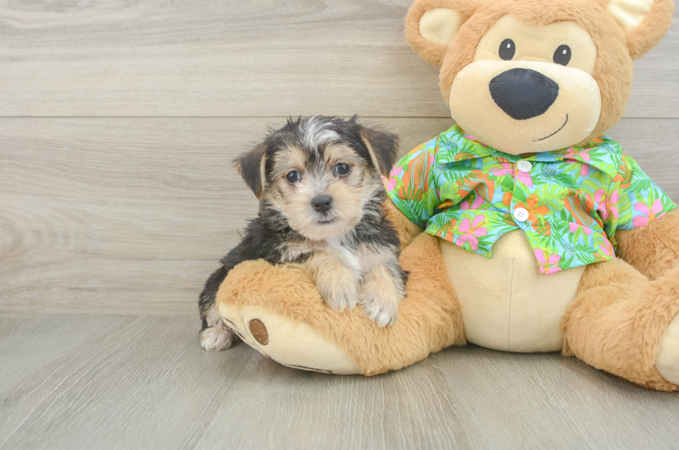 5 week old Morkie Puppy For Sale - Seaside Pups