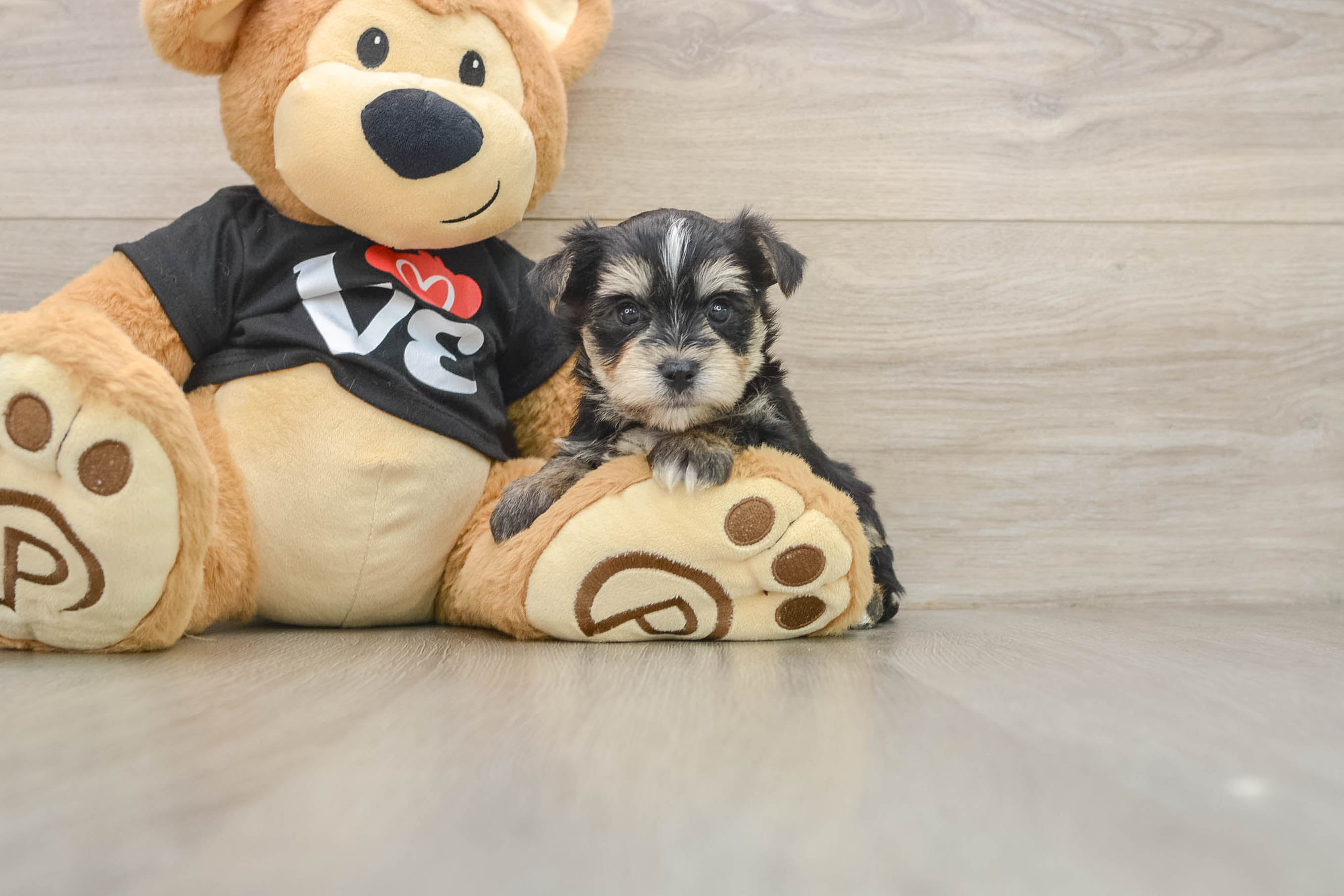 Best Morkie Baby