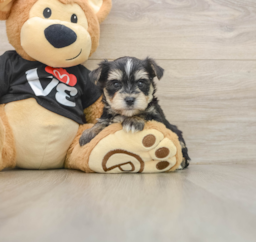 5 week old Morkie Puppy For Sale - Seaside Pups