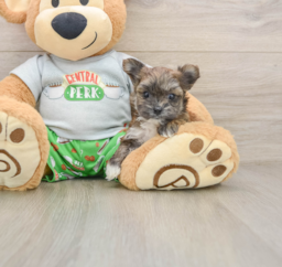 5 week old Morkie Puppy For Sale - Seaside Pups