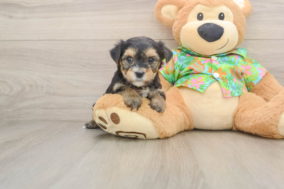 Best Morkie Baby