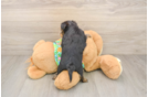 Smart Morkie Designer Pup