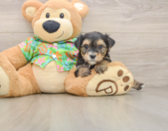 5 week old Morkie Puppy For Sale - Seaside Pups