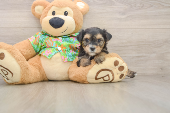 Cute Morkie Baby