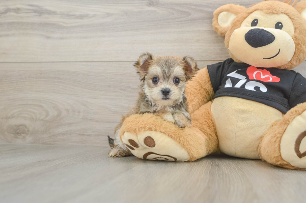 6 week old Morkie Puppy For Sale - Seaside Pups