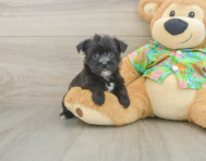 6 week old Morkie Puppy For Sale - Seaside Pups