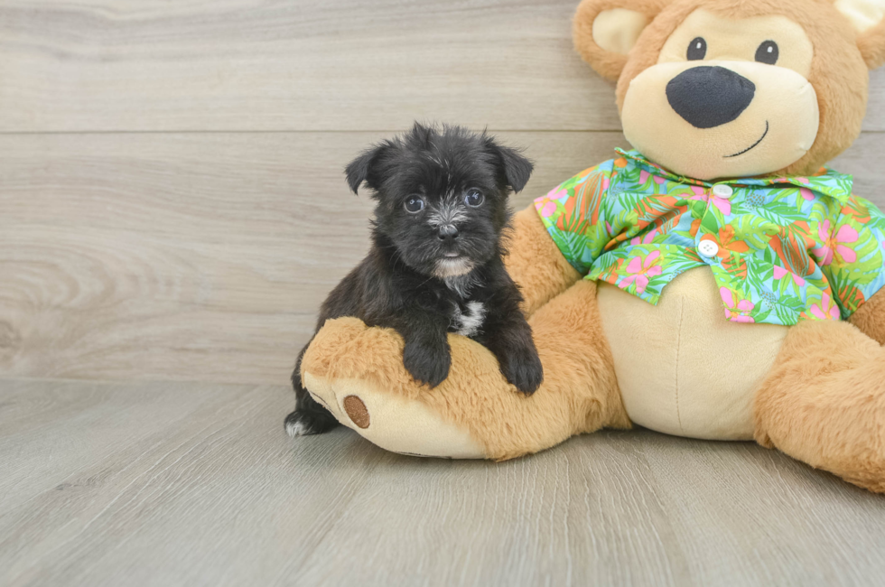 5 week old Morkie Puppy For Sale - Seaside Pups