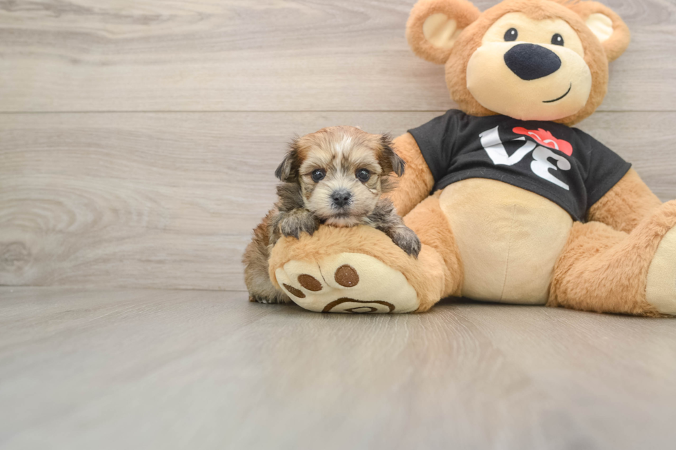 Best Morkie Baby