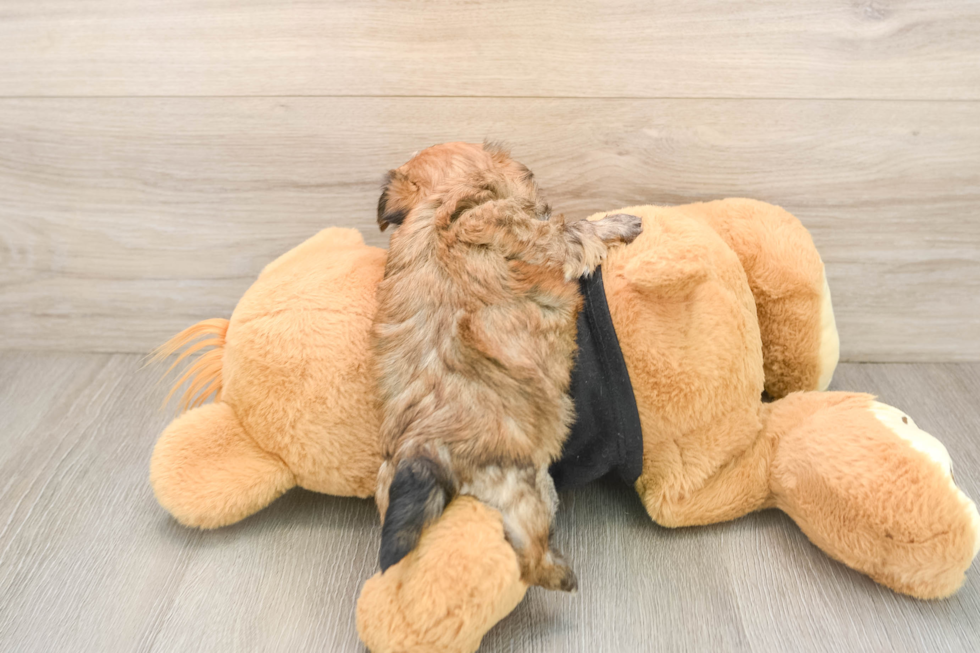 Morkie Puppy for Adoption