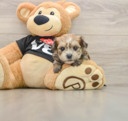 5 week old Morkie Puppy For Sale - Seaside Pups