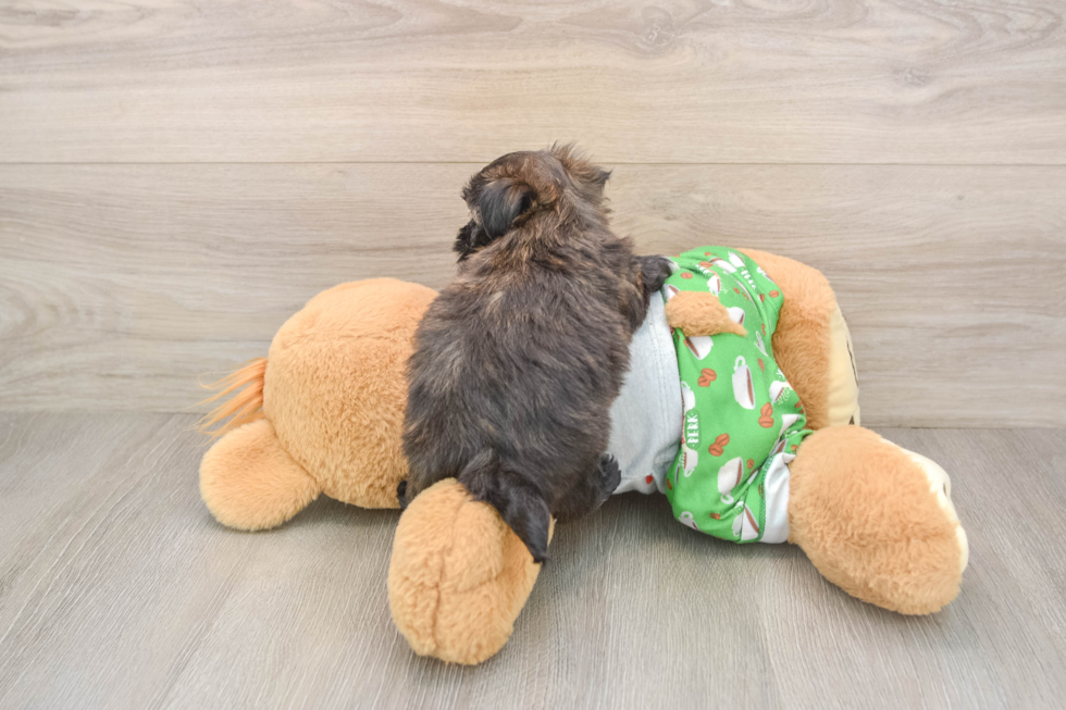 Popular Morkie Designer Pup