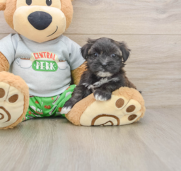 5 week old Morkie Puppy For Sale - Seaside Pups