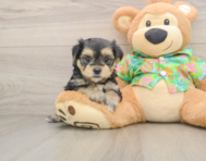 5 week old Morkie Puppy For Sale - Seaside Pups