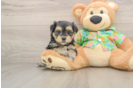 Morkie Puppy for Adoption