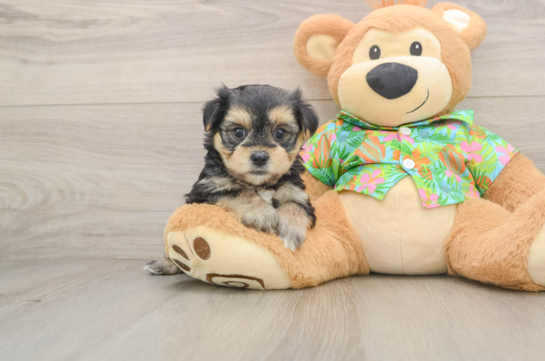 Morkie Puppy for Adoption