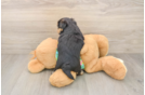 Morkie Puppy for Adoption