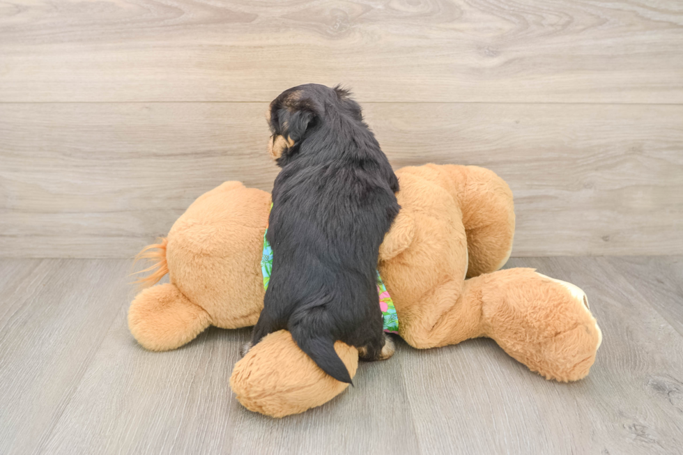 Morkie Puppy for Adoption