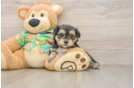Morkie Puppy for Adoption