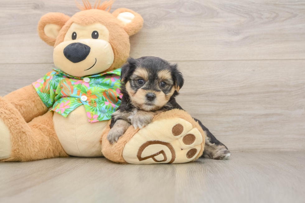 Morkie Puppy for Adoption