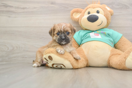 Best Morkie Baby