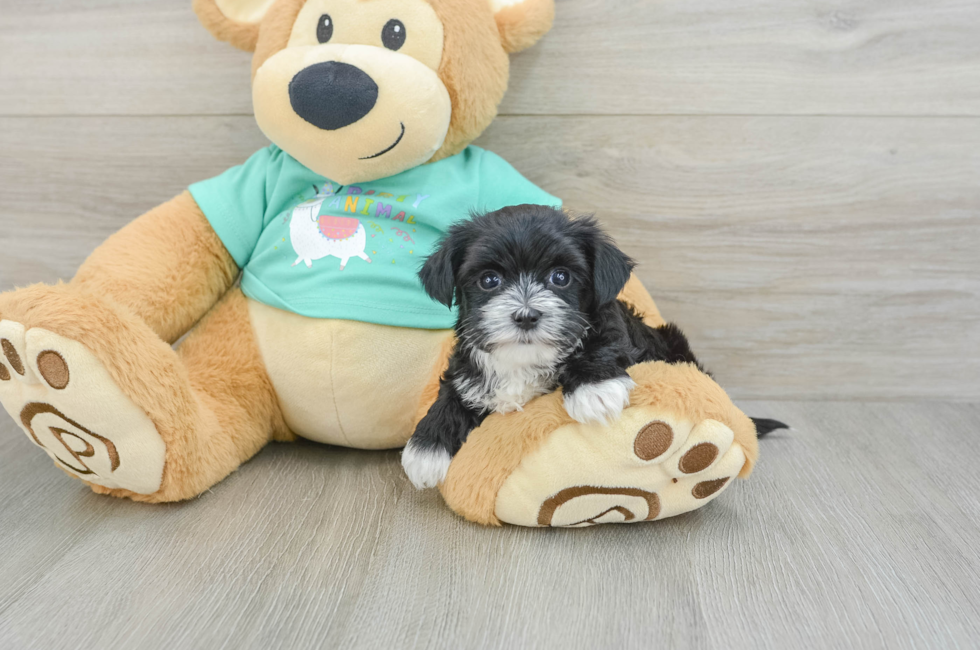 6 week old Morkie Puppy For Sale - Seaside Pups