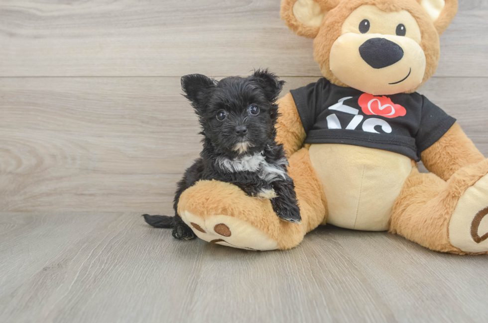 6 week old Morkie Puppy For Sale - Seaside Pups