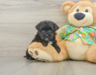 6 week old Morkie Puppy For Sale - Seaside Pups